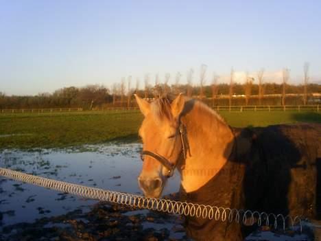 Fjordhest Luna - Solgt ! billede 17
