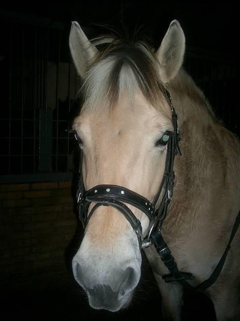 Fjordhest Luna - Solgt ! billede 18