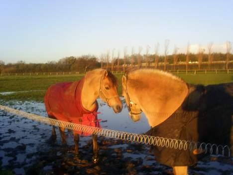 Fjordhest Luna - Solgt ! billede 19