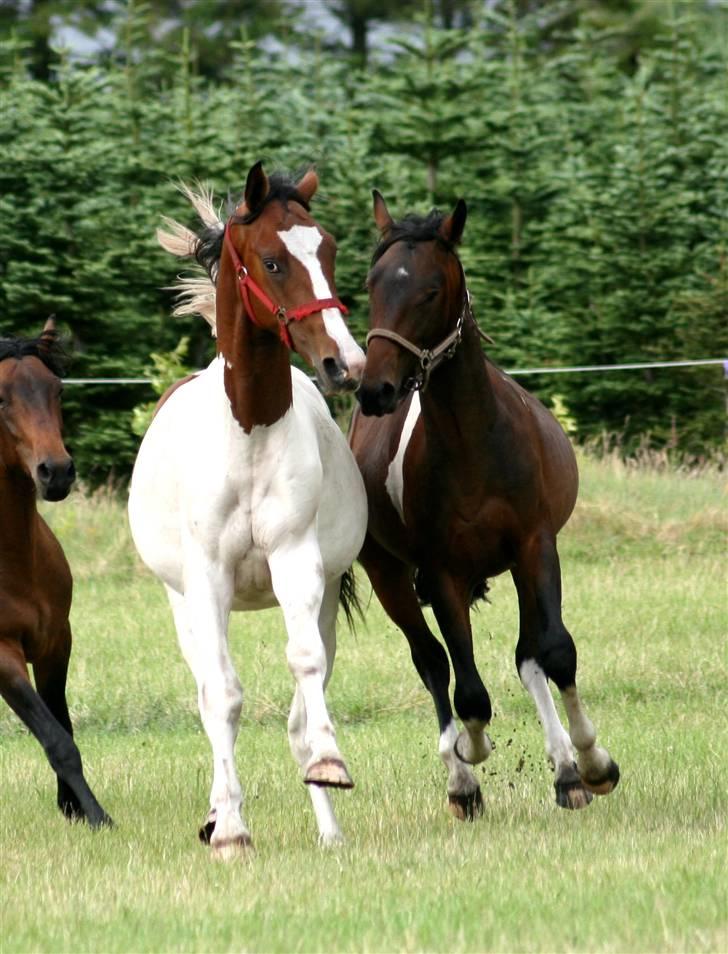 Pinto Xzibit - på folden i juni. tak til rikke for billedet billede 4
