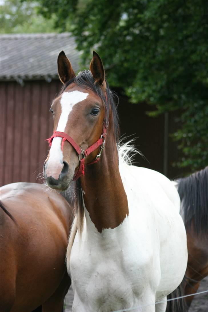 Pinto Xzibit - juni 2008. tak til rikke for billedet billede 7