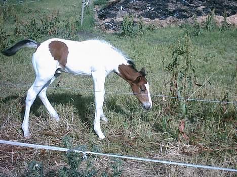 Pinto Xzibit billede 10