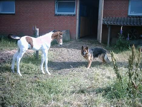 Pinto Xzibit billede 12