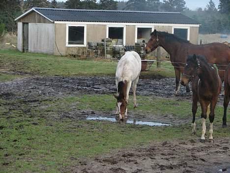Pinto Xzibit - drikker af vandpyt billede 18