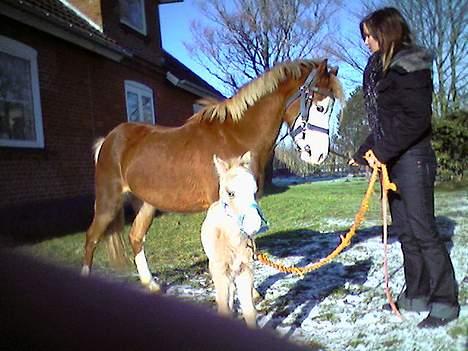 Welsh Pony (sec B) Pandora Solgt - ja, sådan så hun ud da hun lige havde fået Tatoo. Da jeg fik hende 3 måneder før så hun meget værre ud. billede 15