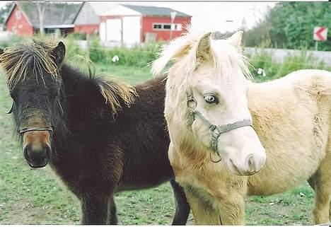 Welsh Pony (sec B) Tatoo † Død † - Tatoo og Piroska i efteråret. billede 16