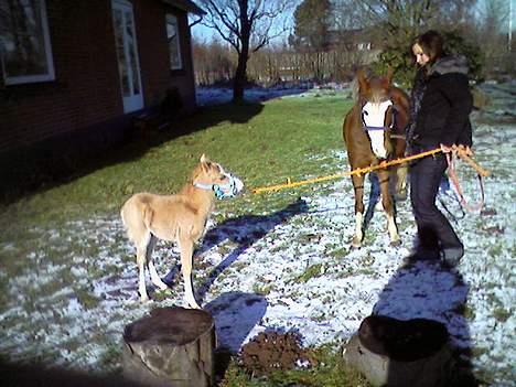 Welsh Pony (sec B) Tatoo † Død † - Tatoo sætter i bakgear. Første gang han er ude. billede 17