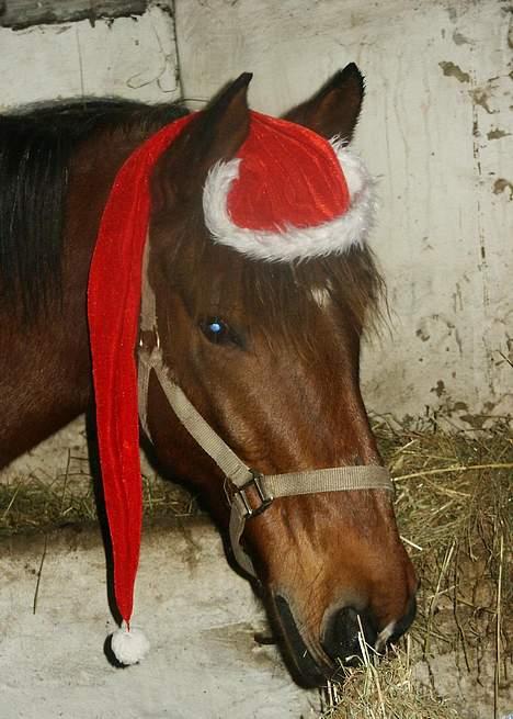 Anden særlig race Sonny - Jeg holder øje med dig!(: billede 1