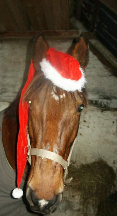 Anden særlig race Sonny - Se min nissehue! R jeg iik bare fin?(: billede 2