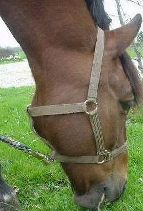 Anden særlig race Sonny - Sonny?(: Carina var lige ved at ta et billede? Men græsset r selvfølgelig mere spænde! hehe: billede 4