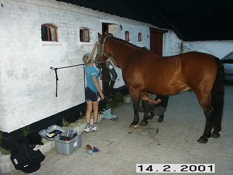 Anden særlig race Sonny - Ja nu skulle han så strigeles? Han tager det nu meget pænt.. Min lillesøster rendt rundt under maven på ham! OBS taget i august 06.. billede 5