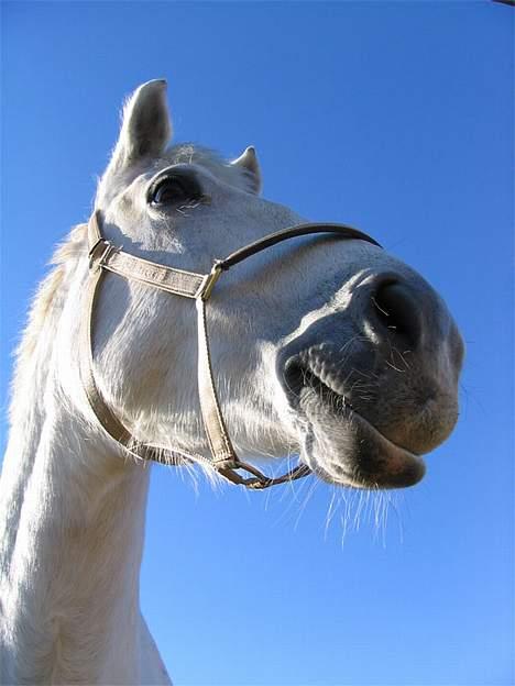 Anden særlig race Tiffany billede 1