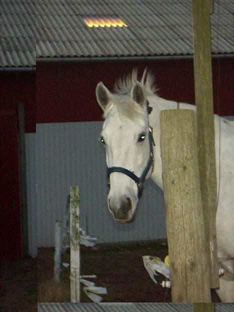 Anden særlig race Tiffany billede 2