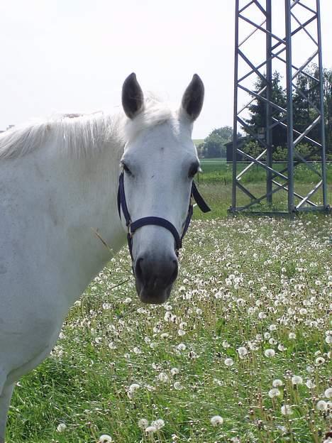 Anden særlig race Tiffany - Tiffany på sommerfold.. billede 3
