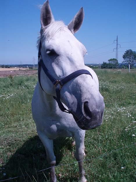 Anden særlig race Tiffany billede 4