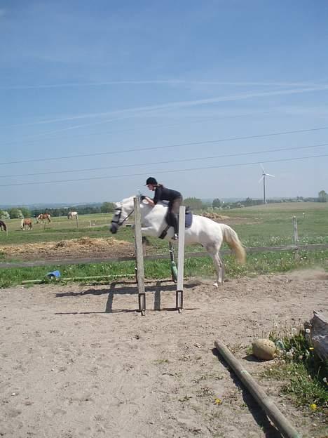 Anden særlig race Tiffany - Mig og Tiffany springer.. billede 5
