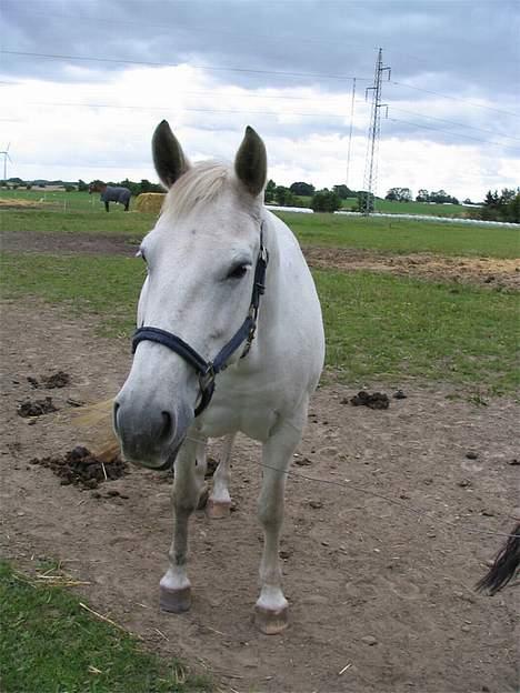 Anden særlig race Tiffany - Den første dag jeg havde hende. billede 6
