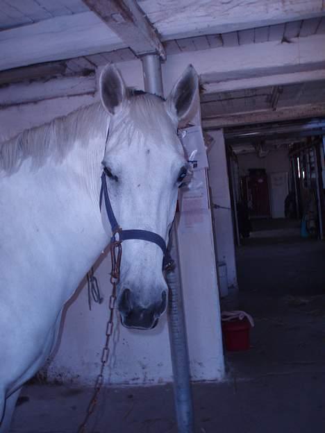 Anden særlig race Tiffany - I stalden.. billede 7