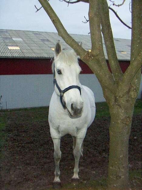 Anden særlig race Tiffany - Efteråret 2005 billede 9