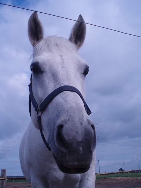Anden særlig race Tiffany billede 10