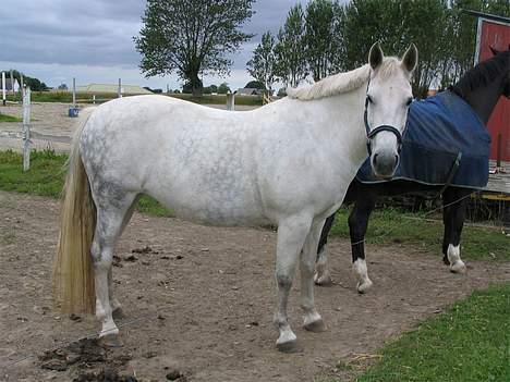 Anden særlig race Tiffany - Da jeg fik hende, sommeren 2005. billede 11