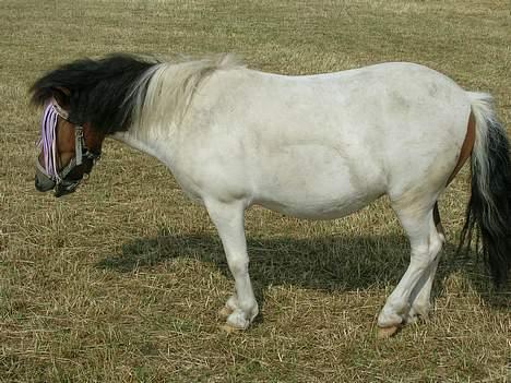 Shetlænder Frida billede 4