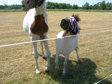 Shetlænder Frida billede 5