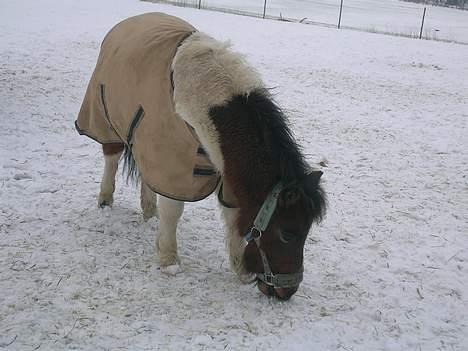 Shetlænder Frida billede 9