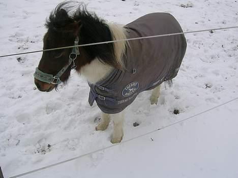 Shetlænder Frida billede 10