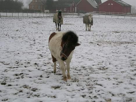 Shetlænder Frida billede 14