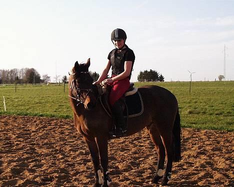 Connemara Pegasus solgt billede 9