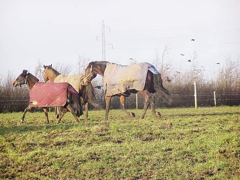 Holstener Miserable (solgt) - årr smut i er få smååå billede 17