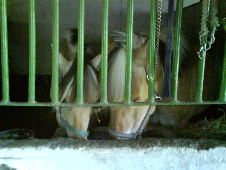 Fjordhest  Østerskov´s Winner SOLGT - De to meget søde ponyer... hehe... billede 15