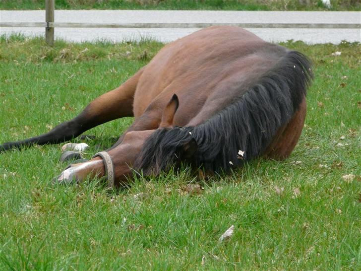 New Forest Agerboes Coco billede 1