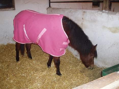 New Forest Agerboes Coco billede 2