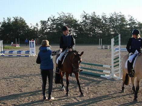 New Forest Miss Maren - SOLGT! - 2. plads i LD (: taget af min far (: 2006 billede 7