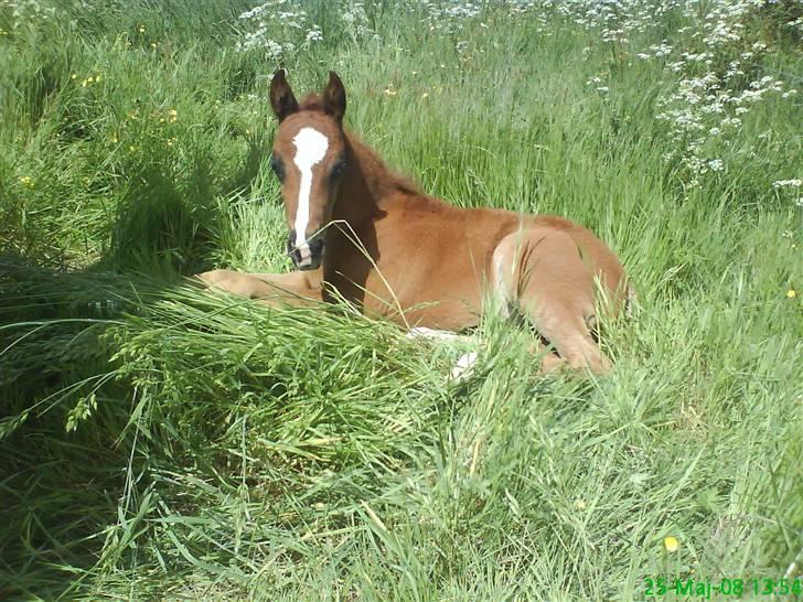 Shagya Araber (SH) Sagina (mouritzen) - Sagina´s første afkom :) Cameroo billede 8