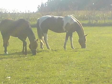 Anden særlig race Regina (Solgt) - smukke ohh chickie på marken ,,,, de var de bedste venner<´33 billede 14