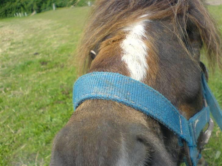 Anden særlig race Victor - se mit hoved billede 3