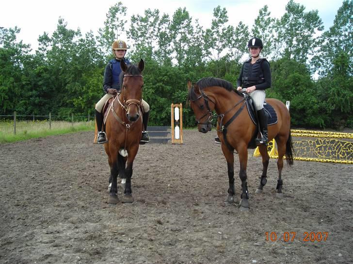 Hollandsk Sportspony Junior v. w.    SOLGT :'( - <-5-> junior (til venstre) og sylvester (til højre)  billede 5