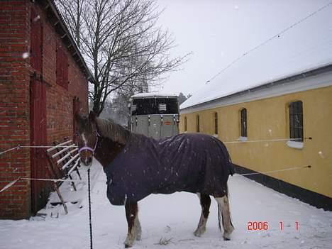 Anden særlig race Sandra [solgt/DØD] <3 - Sandra savner dig<´3   en vinter billede 19