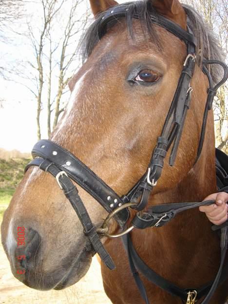 Anden særlig race Sandra [solgt/DØD] <3 - Sandras hoved kønnere end nogen sinde elsker dig og savner dig<´3 billede 20