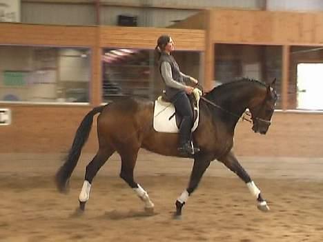 Dansk Varmblod Donnerwetter Toftøje billede 1