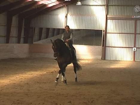 Dansk Varmblod Donnerwetter Toftøje billede 2
