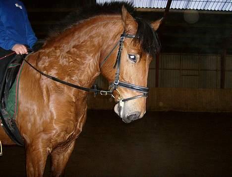 New Forest Enggaardens Frej billede 2