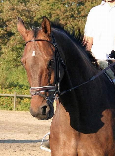 Dansk Varmblod Donnerwetter Toftøje billede 4