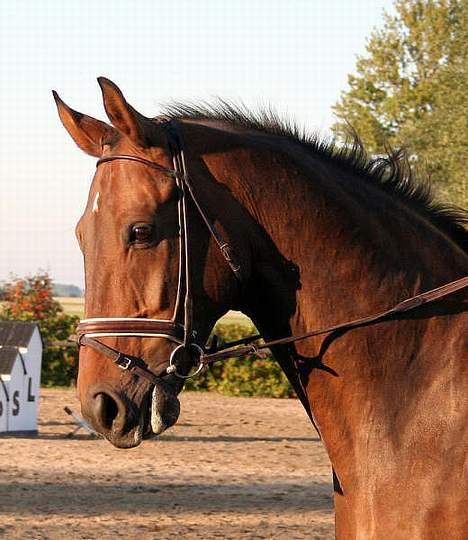 Dansk Varmblod Donnerwetter Toftøje billede 5