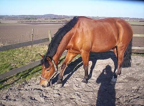 New Forest Enggaardens Frej billede 3