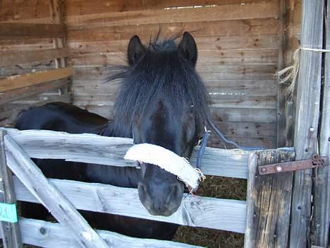 Shetlænder Sunny - DET ER SUNNYS KÆRSTE <3<3<3<3 (HAN ER  DA LÆKKER) billede 14