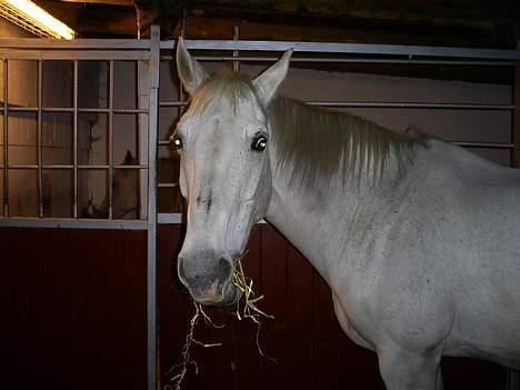 Dansk Varmblod Little Honda billede 11